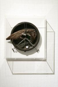 ヴェネツィア滞在時におけるアルブレヒト・デューラーに関する五つの謎